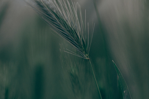 Dark toned photo of wildgrass or weeds growing in grassy field. Shallow depth of field blurs everything behind the plants in foreground.