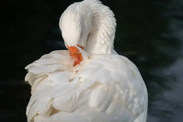 Photo of Close Up Goose Preening