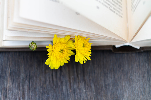 The pages of the old book are covered with bright yellow chrysanthemums. Hello, autumn!