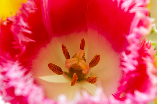 A parts of beautiful pink tulip on blurred background.