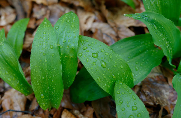 ramson, wild garlic, wood garlic, Allium ursinum, Allium, bears garlic, bear leek, buckrams, broad-leaved garlic