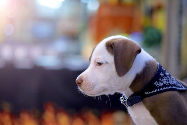 pitbull puppy dogs adorable on background.