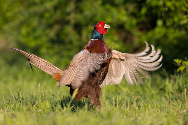 istock A common pheasant cock impressing his female before mating. 1320906757