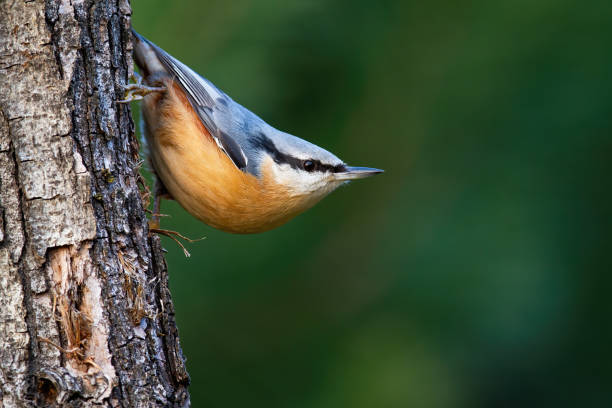 Cute eurasian nuthatch climbing down the tree in the green summer forest