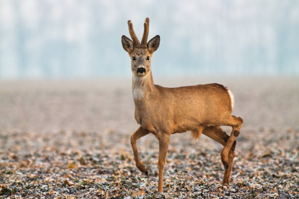 Roe deer with velvet antlers walking on field in winter Portrait of roe deer, capreolus capreolus, with velvet antlers walking on field in winter. Wild buck with antlers in velvet posing with leg up in chilly morning. roe deer frost stock pictures, royalty-free photos & images