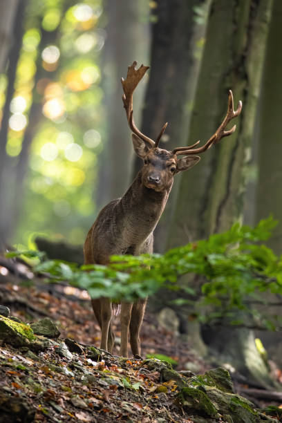 istock Fallow deer looking to the camera in forest in vertical shot 1320906953