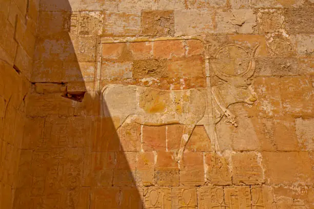 Photo of Apis bull on the wall in the Mortuary Temple of Hatshepsut, Egypt
