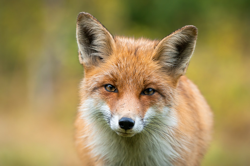 Beautiful portrait of red fox, vulpes vulpes, having eye contact with camera with autumn colours. Detail of animal head in horizontal composition. Orange fluffy canine close up with blurred background.