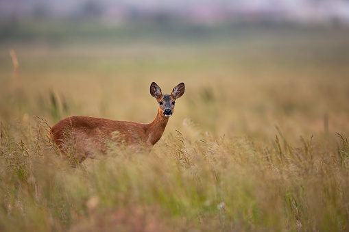 Curious female roe deer, capreolus capreolus, having eye contact on meadow in summer morning. Gloomy photo of attentive doe standing in grass with copy space. Adult wild game looking in grassland.