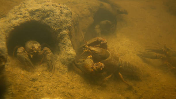 Underwater shot of noble crayfishes group moving in their rock holes in stream Underwater shot of noble crayfishes, astacus astacus, group moving in their rock holes in stream. Many broad-fingered crayfishes in the river. Behaviour of endangered freshwater animal with claws. crayfish animal stock pictures, royalty-free photos & images