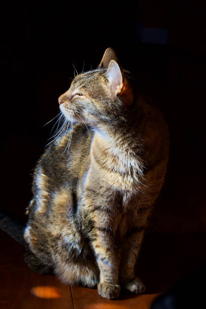 Tabby cat faces the bright sunlight in front of a black background