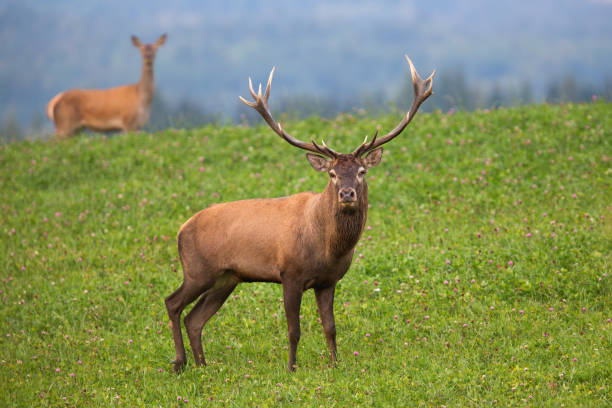 istock Red deer stag staring from clover meadow with hind in background in autumn 1320907809