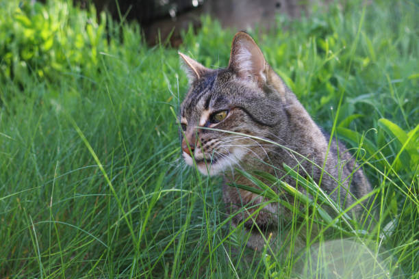 istock Tabby cat stands in overgrown greenery 1320908117