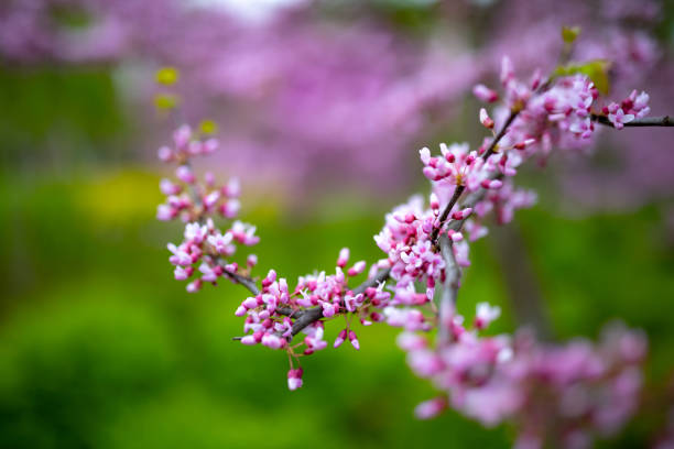 flowers on the branches of the tree eastern redbud or Cercis canadensis