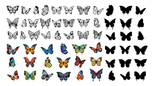 バタフライコレクション。蝶、シルエット、色飛ぶ昆虫を描きます。春の動物、野生の牧草地や森林の文字ベクトルセット - butterfly点のイラスト素材／クリップアート素材／マンガ素材／アイコン素材