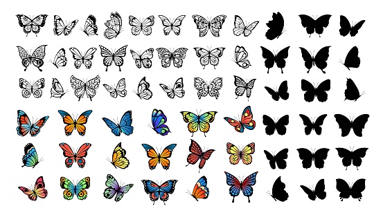 Butterfly collection. Drawing butterflies, silhouette and color flying insects. Spring animals, wild meadow or forest vector set. Butterfly silhouette insect, collection colored and black illustration