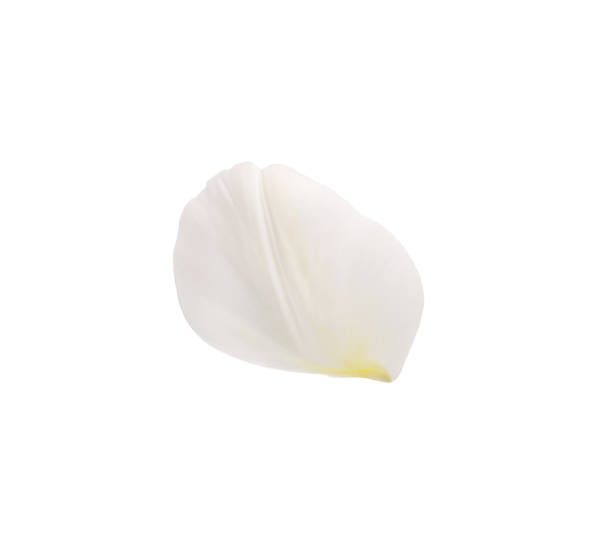 istock Beautiful fresh tulip petal isolated on white 1320911188