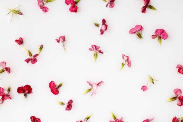 istock Carnation flowers isolated on a white background. 1320912323