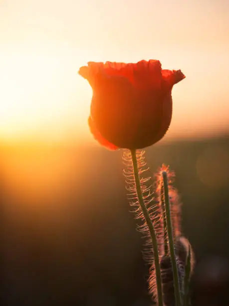 Poppyflowers at sunrise in Burgenland