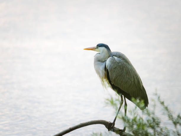 istock Grey heron sitting on a branch on a lake 1320913941