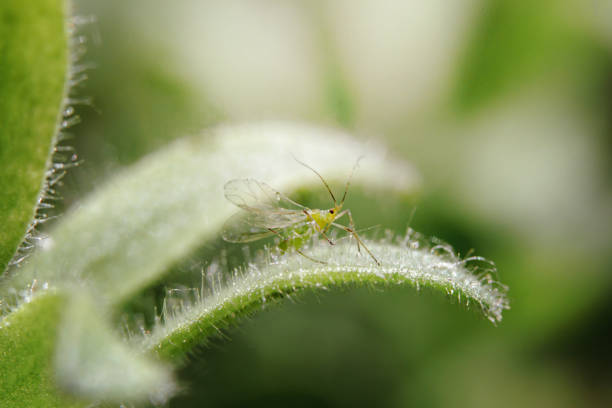 small aphid on a green leaf in the open air