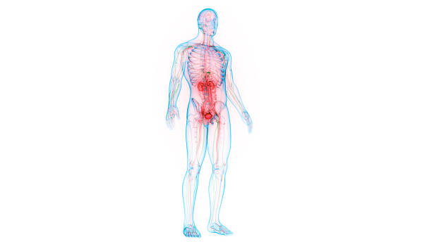 istock Human Urinary System Kidneys with Bladder Anatomy 1320914787