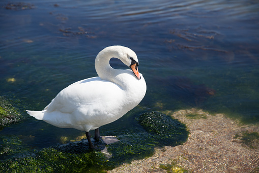 white swan swims in sea water