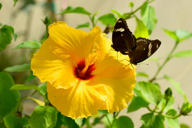 istock Tropical butterflies mating on a yellow ibis flower 1320916080