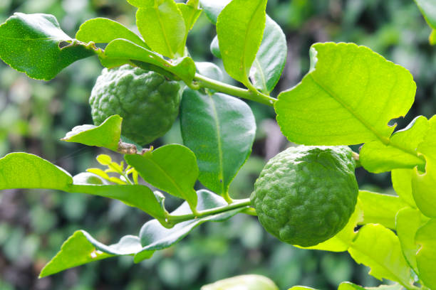 istock Kaffir lime and leaves on the tree in garden 1320916406