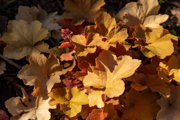 istock heuchera plants as very nice natural background 1320916416