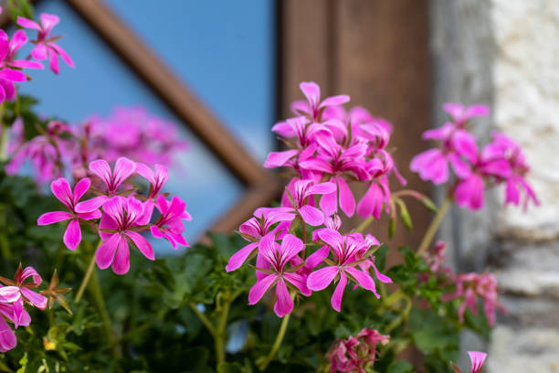 pink pelargonium (geranium) flower, blooming in a garden