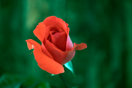 rosebuds, close-up. single rose. minimal color photo..
