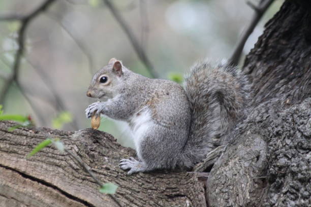 istock Squirrel enjoying a sunny spring day in Greenwich Park/ England 1320918513