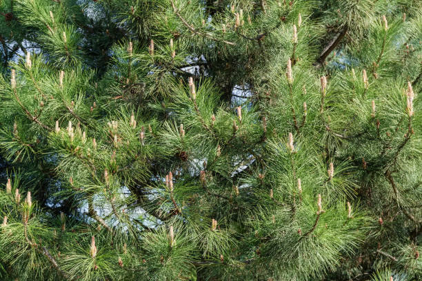 istock Background of pine branches with young shoots in springtime 1320919591