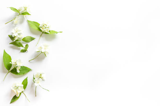 istock White jasmine flowers with green leaves flat lay 1320919951