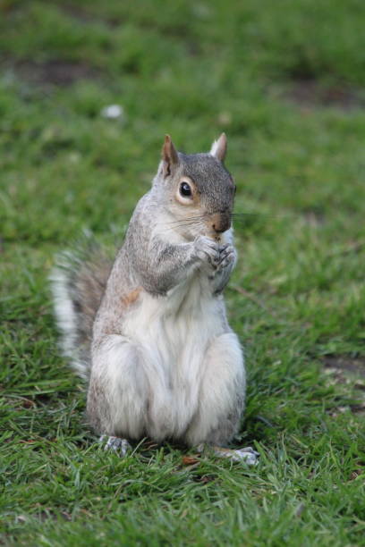 istock Squirrel enjoying a spring evening in Buckingham Palace Garden/London, England 1320919972