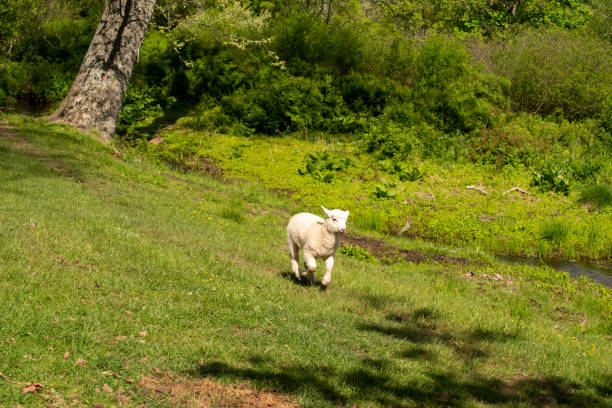 istock Cute little lamb runs home across idyllic green grass field 1320920052