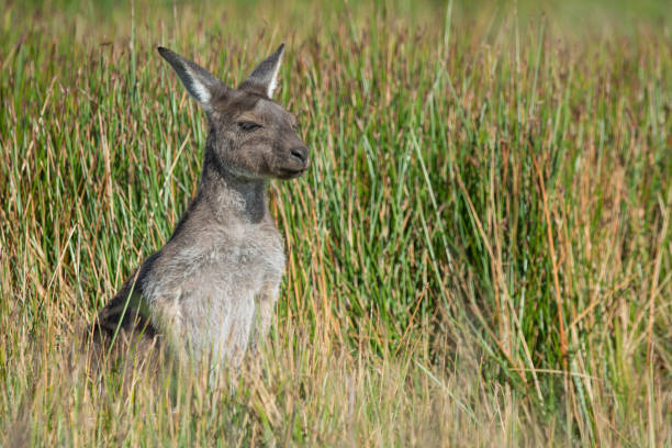 istock Young Lone Kangaroo In Long Grasses 1320920111
