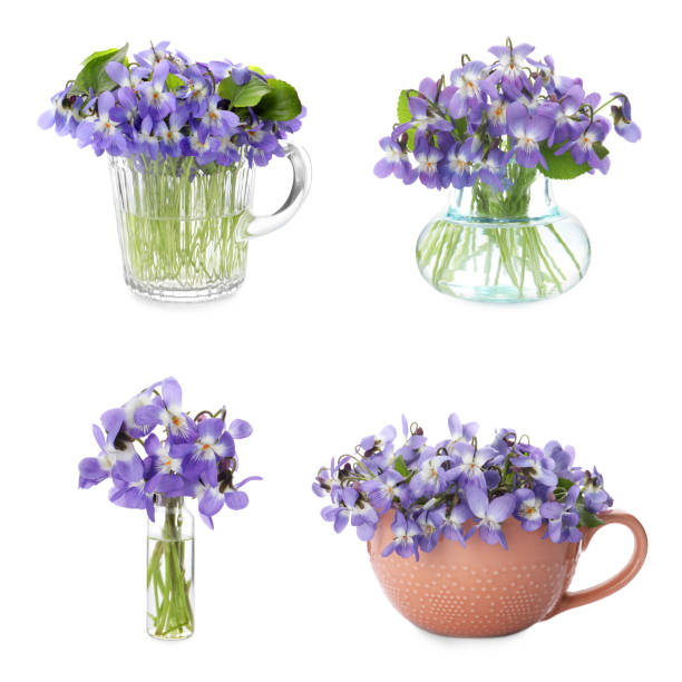 istock Set with beautiful wood violets on white background. Spring flowers 1320921200