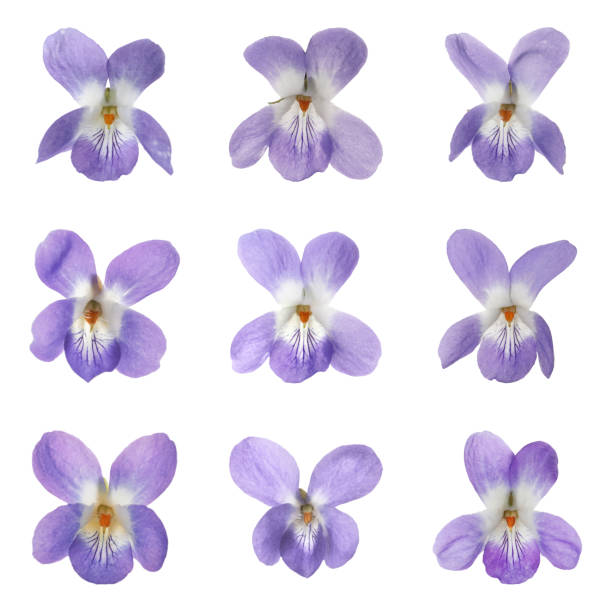 istock Set with beautiful wood violets on white background. Spring flowers 1320921287