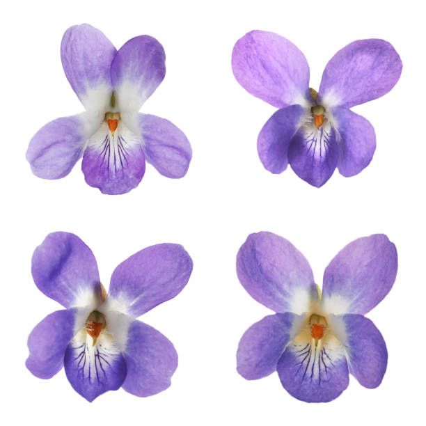 istock Set with beautiful wood violets on white background. Spring flowers 1320921504
