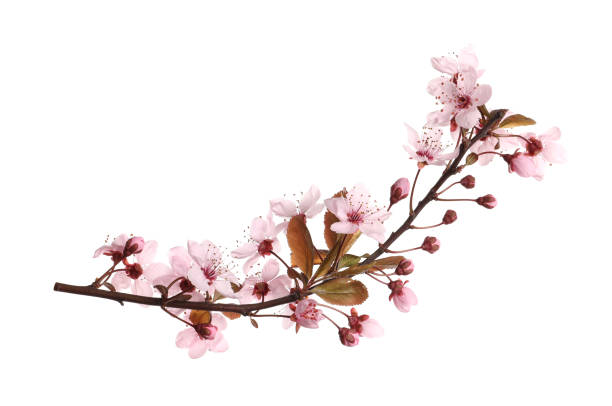 istock Sakura tree branch with beautiful pink blossoms isolated on white 1320921819