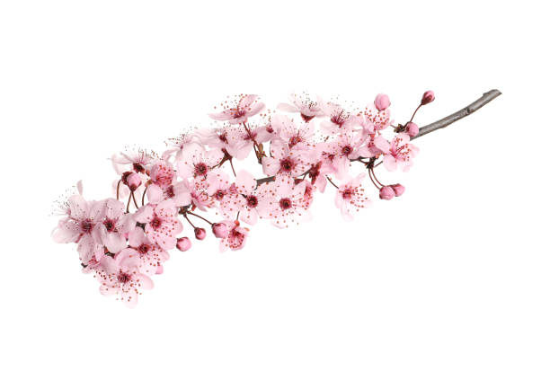 istock Sakura tree branch with beautiful pink blossoms isolated on white 1320922333