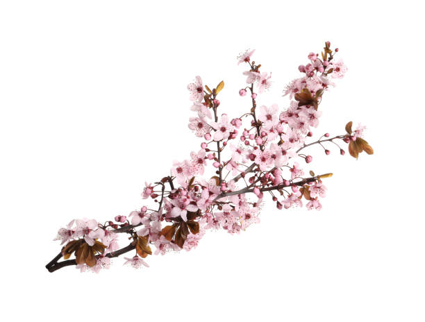 istock Sakura tree branch with beautiful pink blossoms isolated on white 1320922383
