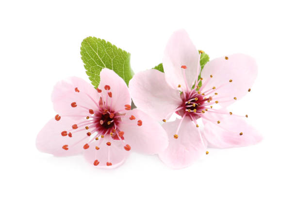 istock Beautiful pink sakura tree blossoms with green leaves isolated on white 1320922402