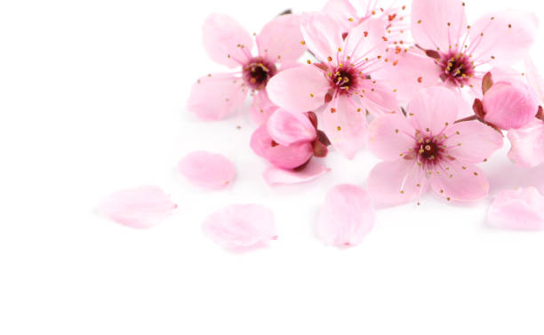 istock Beautiful pink sakura tree blossoms isolated on white 1320922413