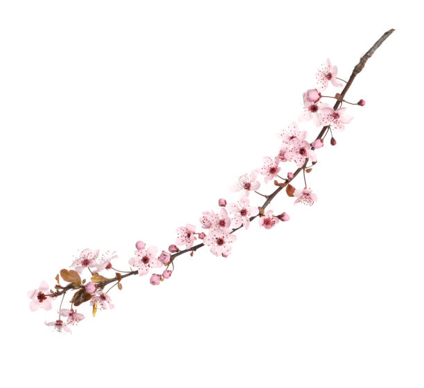 istock Sakura tree branch with beautiful pink blossoms isolated on white 1320922446