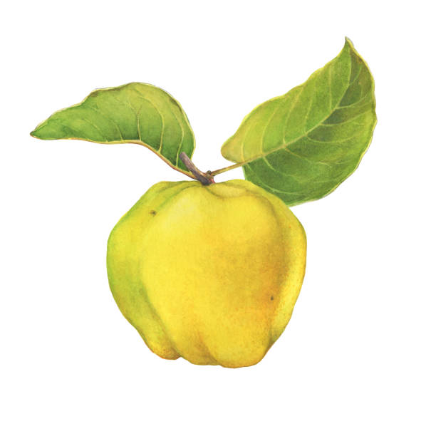 illustrazioni stock, clip art, cartoni animati e icone di tendenza di frutto di mela cotogna gialla matura (citonica) con foglie verdi. illustrazione di pittura ad acquerello disegnata a mano isolata su sfondo bianco. - quince