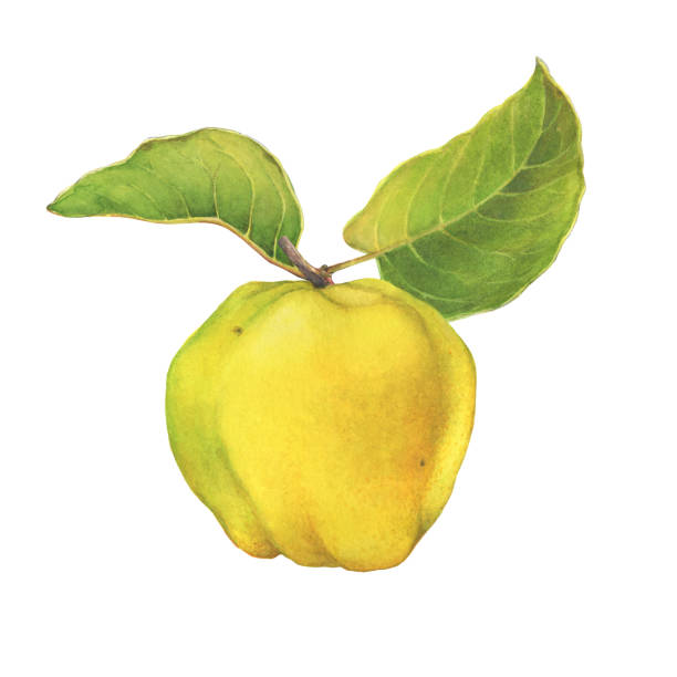緑の葉と熟した黄色のクインス(サイトニア)フルーツ。白い背景に分離された手描きの水彩画のイラスト。 - quince点のイラスト素材／クリップアート素材／マンガ素材／アイコン素材