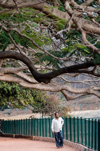 an indian man taking a walk at the lalbagh botanical garden - lalbagh imagens e fotografias de stock